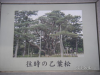 s_pict0120_thumb.png